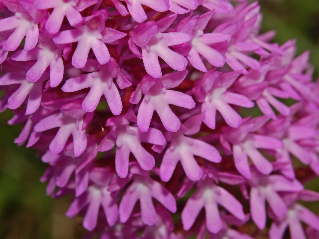 Anacamptis pyramidalis?